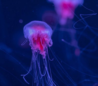 Jellyfish | SEA LIFE   Kelly Tarlton's  Aquarium