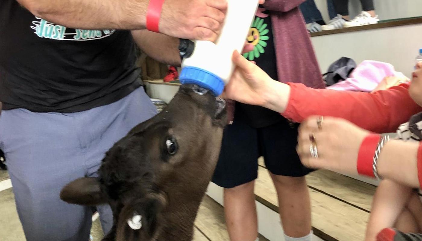 Calf bottle-feeding (lamb feeding also available in season).