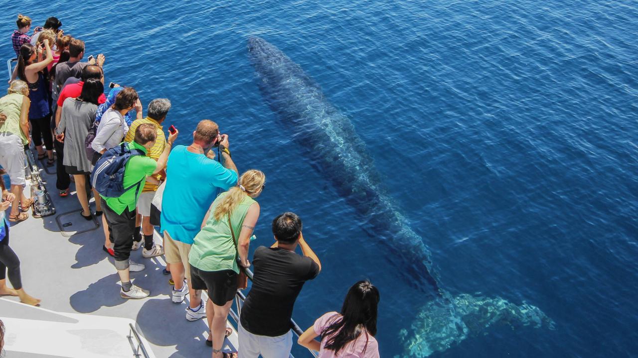 Auckland Whale & Dolphin Safari