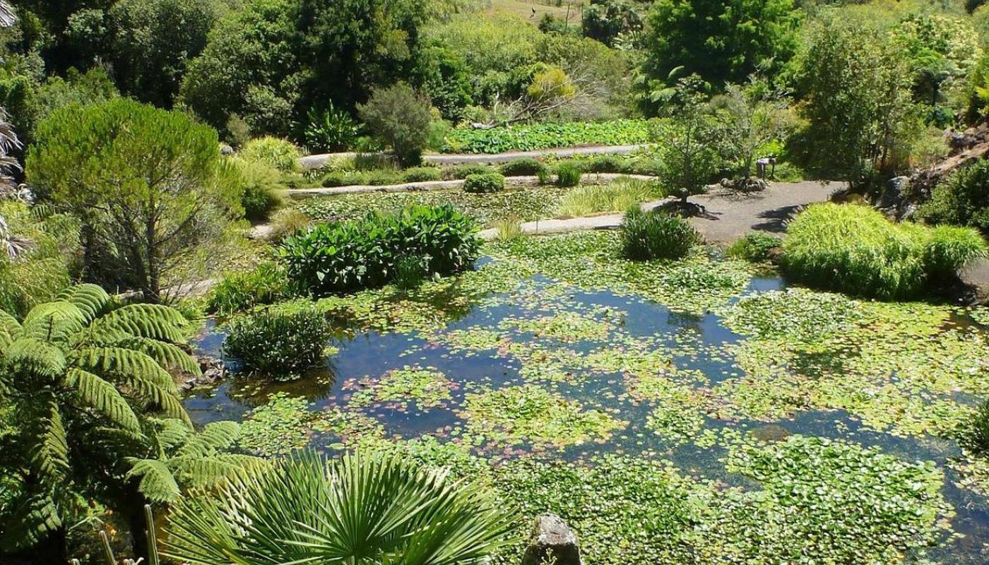 Top View of the garden